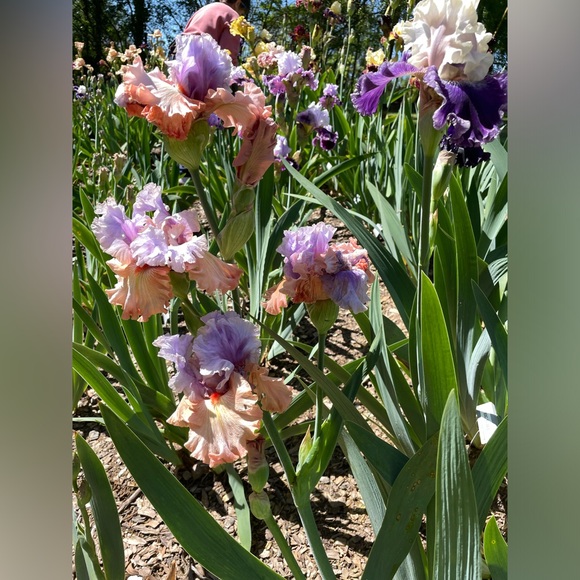 Ali’s This & That 🌸 - Picture 8 of 14